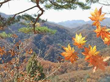 洛杉矶市长双手插兜笑着回应山火,适用性计划解读_155K版20.26